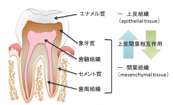 人工的に歯のエナメル質を形成することに成功：医療技術ニュース - MONOist