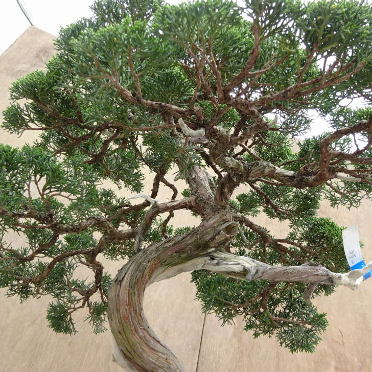 楽天市場】盆栽 真柏 樹高 約74cm しんぱく Juniperus chinensis