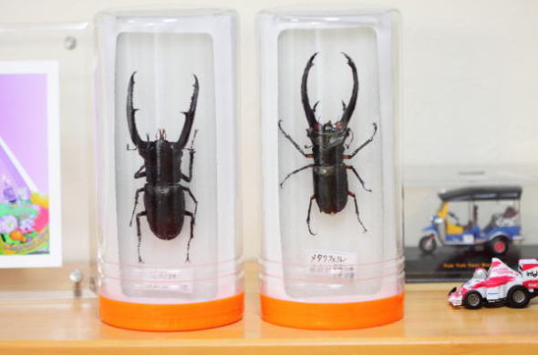 楽天市場】昆虫 標本用品 （クワガタ・カブトムシ・甲虫・昆虫用