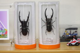 楽天市場】昆虫 標本用品 （クワガタ・カブトムシ・甲虫・昆虫用