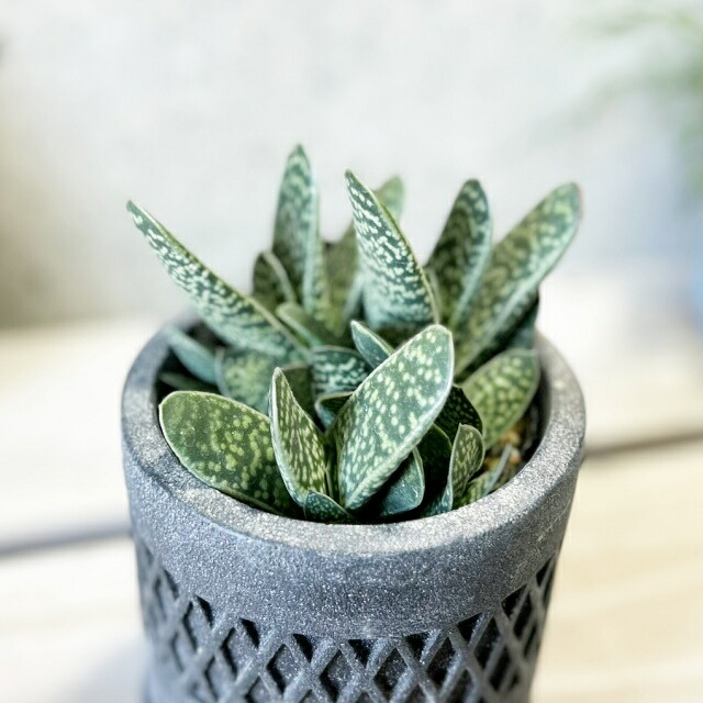 楽天市場】多肉植物【ガステリア属】ガステリア3.5号セメント鉢