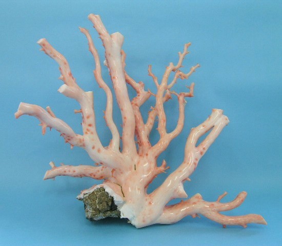 楽天市場】ピンク珊瑚 拝見 置物 原木 宝石サンゴ 珊瑚婚 還暦 誕生日