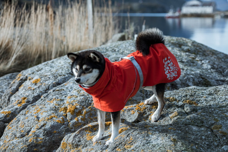 楽天市場】＼23日9:59マデ☆ポイント10倍／犬 レインコート Hurtta