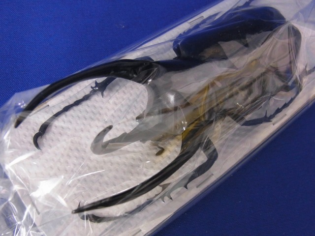 標本用）コーカサスオオカブト122ミリ その2