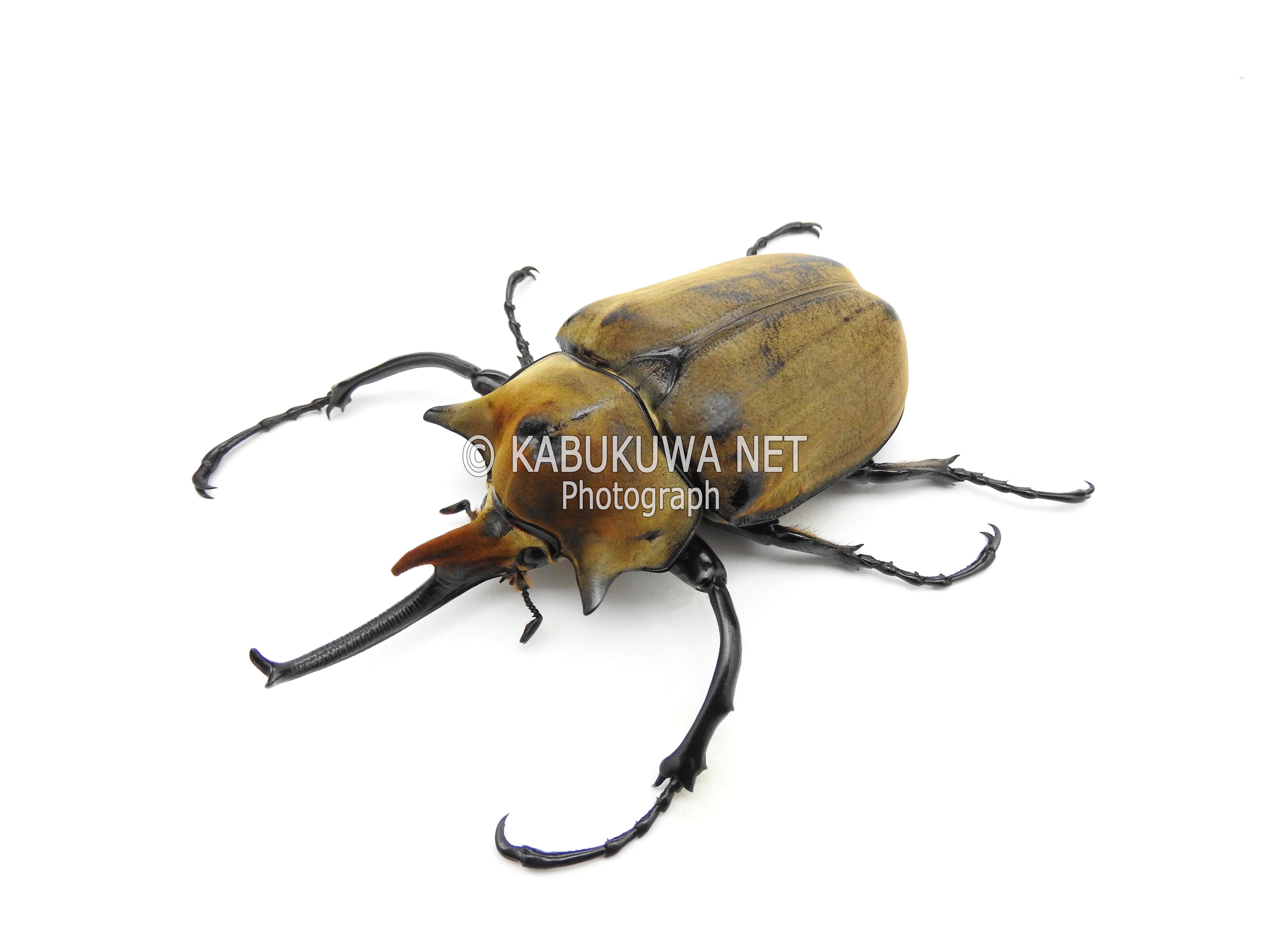 エレファスゾウカブト 3齢幼虫 ペア カブトムシ クワガタムシ生体