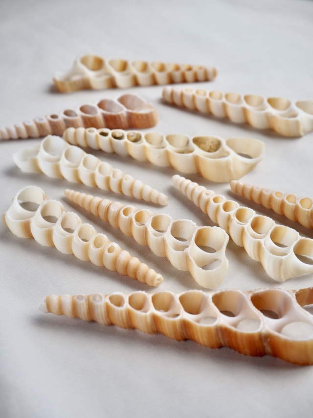 カットテレブラ（キリガイダマシ）【約6～9cm】[メール便可] En: Shell