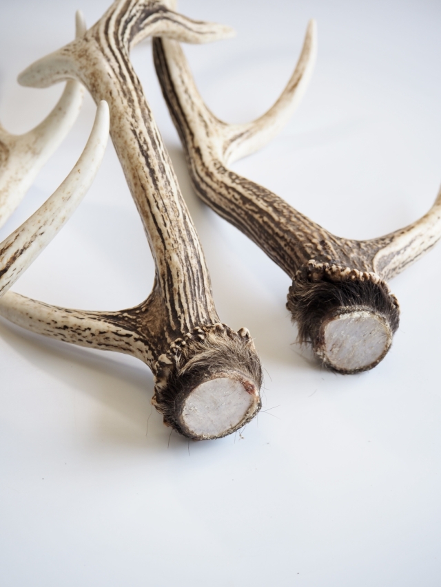 エゾジカの角【60cm以上-おまかせ発送-】鹿の角 En: - Not for