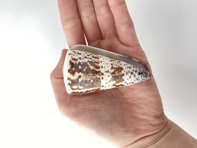 ミカドミナシ（磨き）【約6.5～7.5cm/1個】 En:Imperial Cone (size