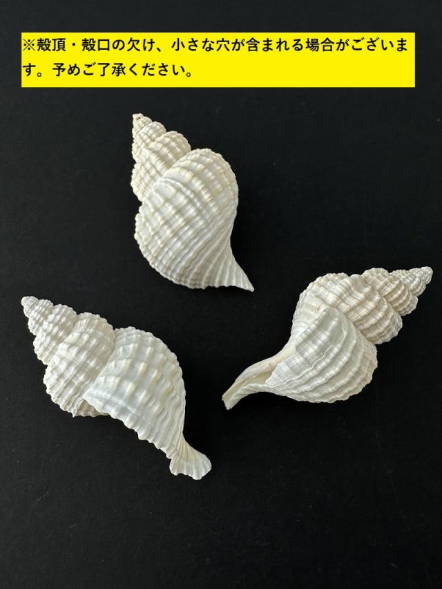 アヤボラSS【約7～8cm/5本入】 En: Oregon Triton (size: 7-8cm, per