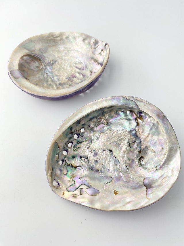 アワビ(着色)-バイオレット-【約13cm前後/1個】En: Abalone colored