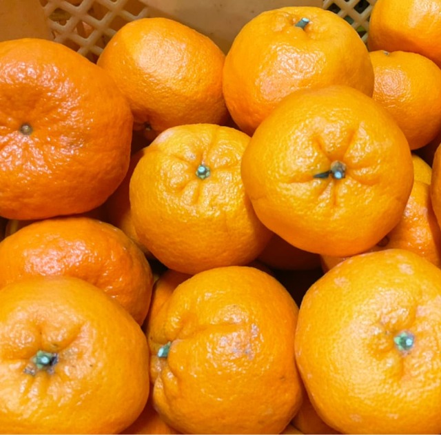 間城農園 ぽんかん 家庭用 3kg | 高知県土佐町【すえひろ屋】