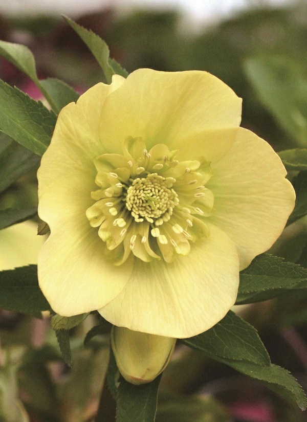 花苗】 オリエンタリスハイブリッド苗 クリスマスローズ スーパー