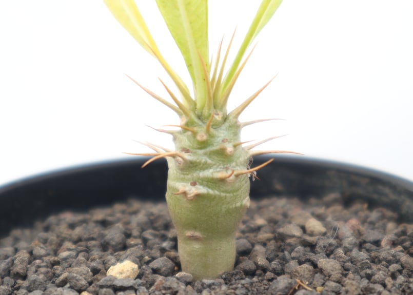 パキポディウム アンボンゲンセ | mana's farm:塊根植物・アガベ