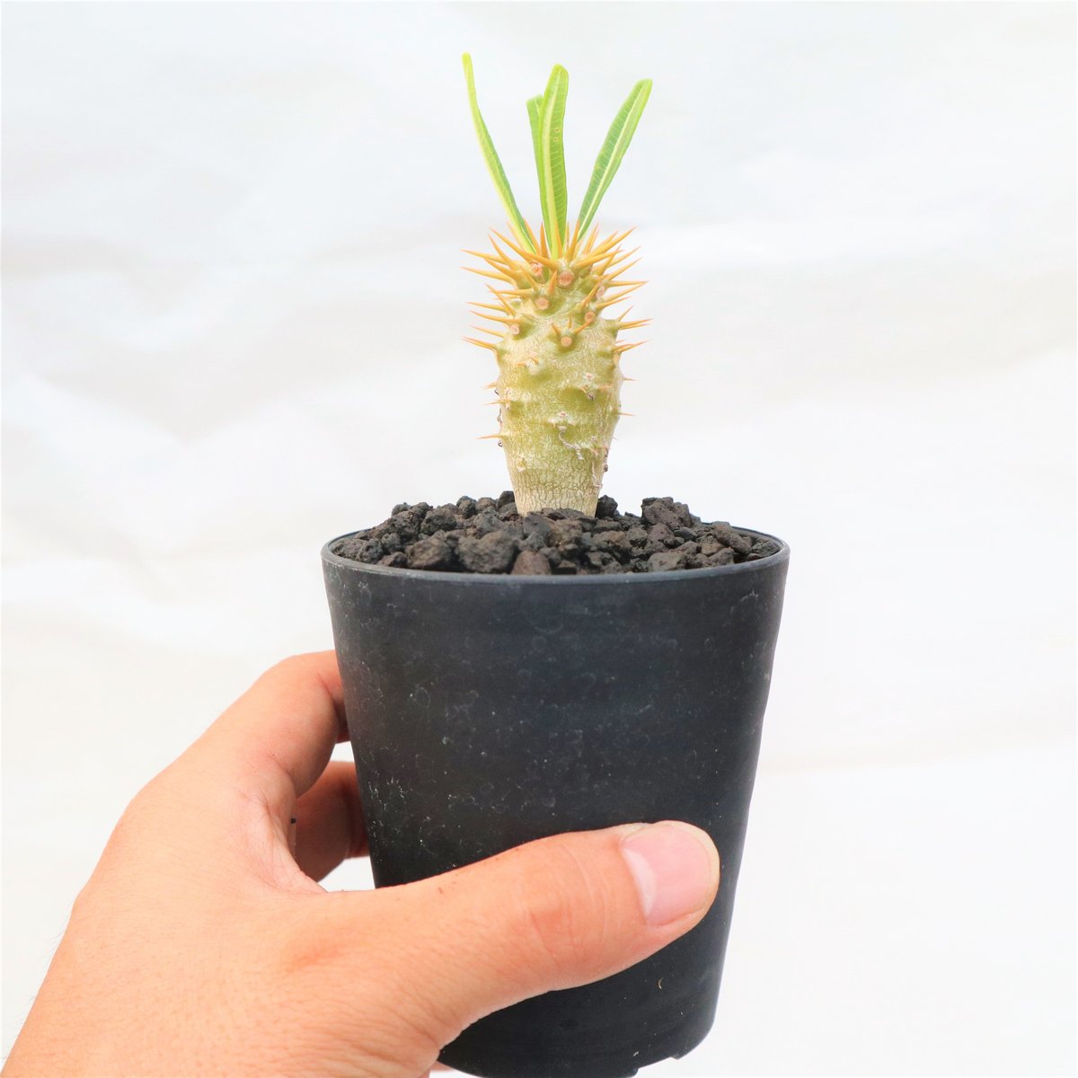 パキポディウム アンボンゲンセ 実生 №5 | mana's farm:塊根植物