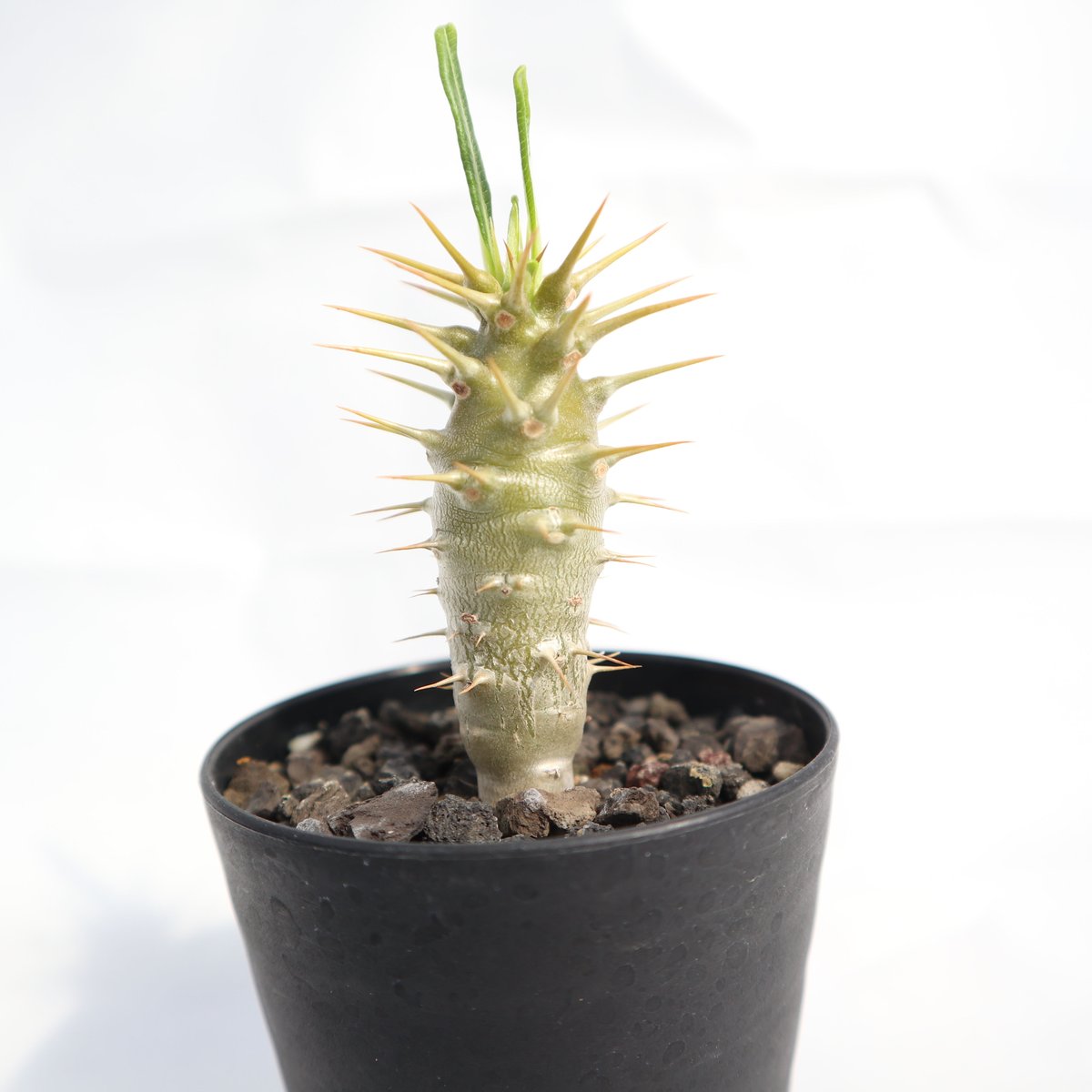 パキポディウム アンボンゲンセ 実生 №3 | mana's farm:塊根植物