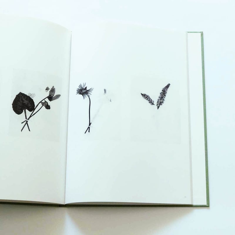 Terri Weifenbach: The may sun | Book Ernest