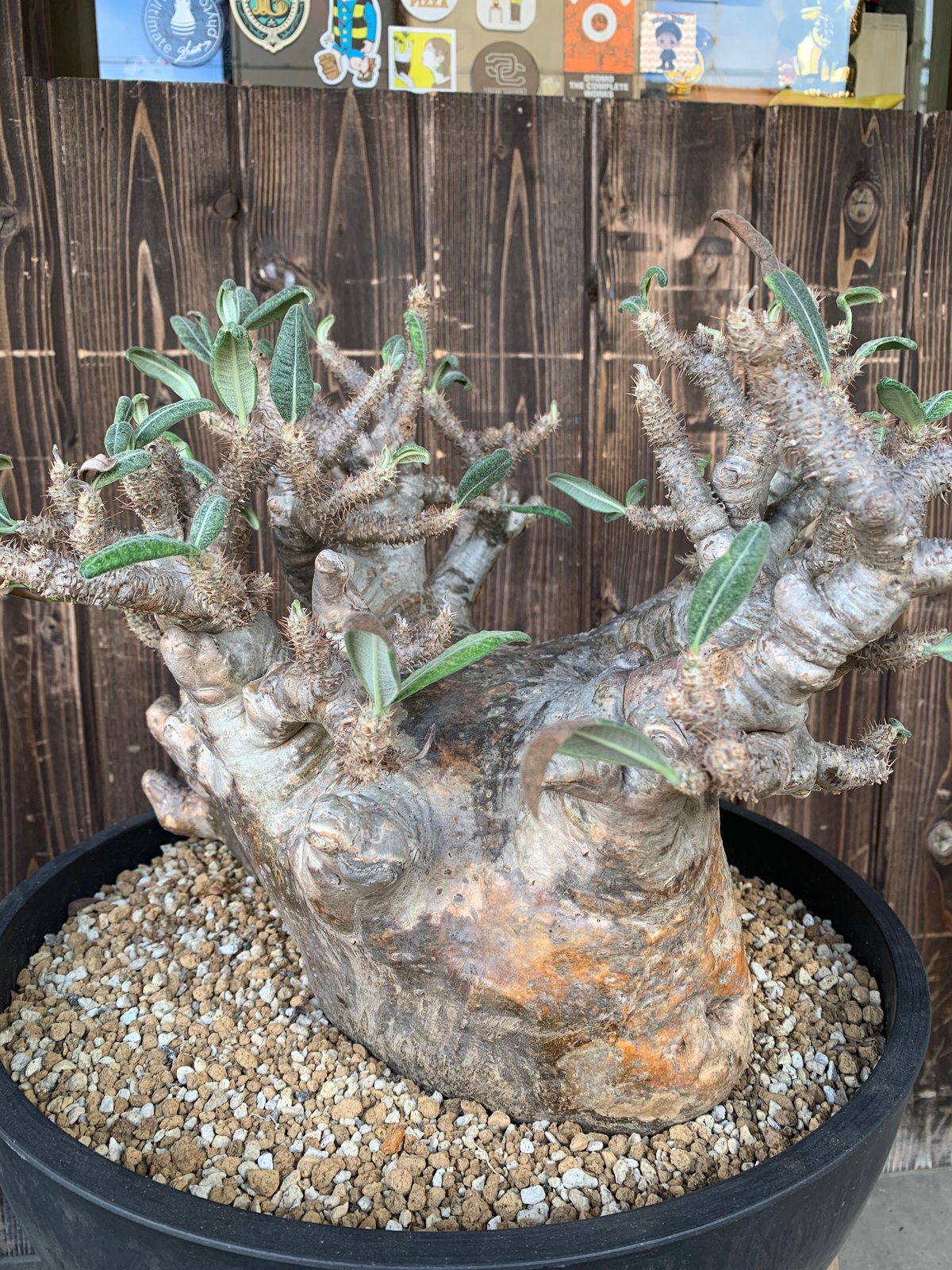 パキポディウム グラキリス 現地球 発根済み 塊根植物 多肉 【公式通販】