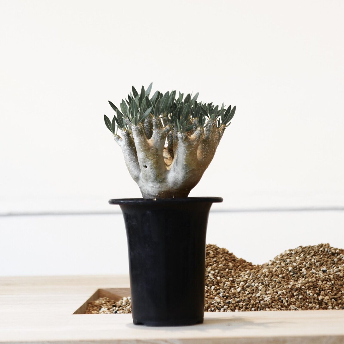 パキポディウム ブレビカリックス / Pachypodium densiflorum var.