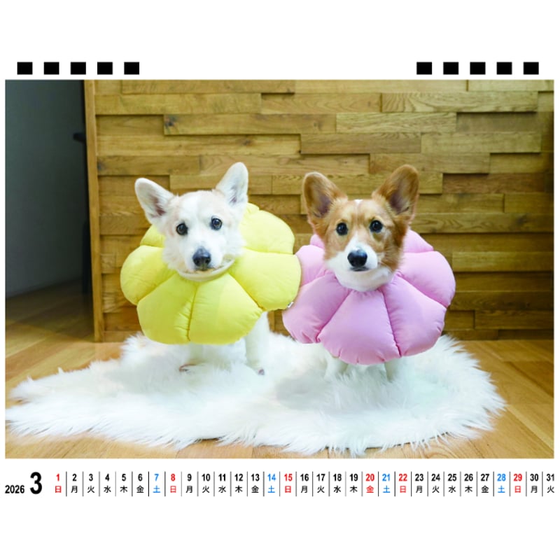 予約販売】 ノエル&モナ コーギー 犬 2026年 卓上全面 カレンダー