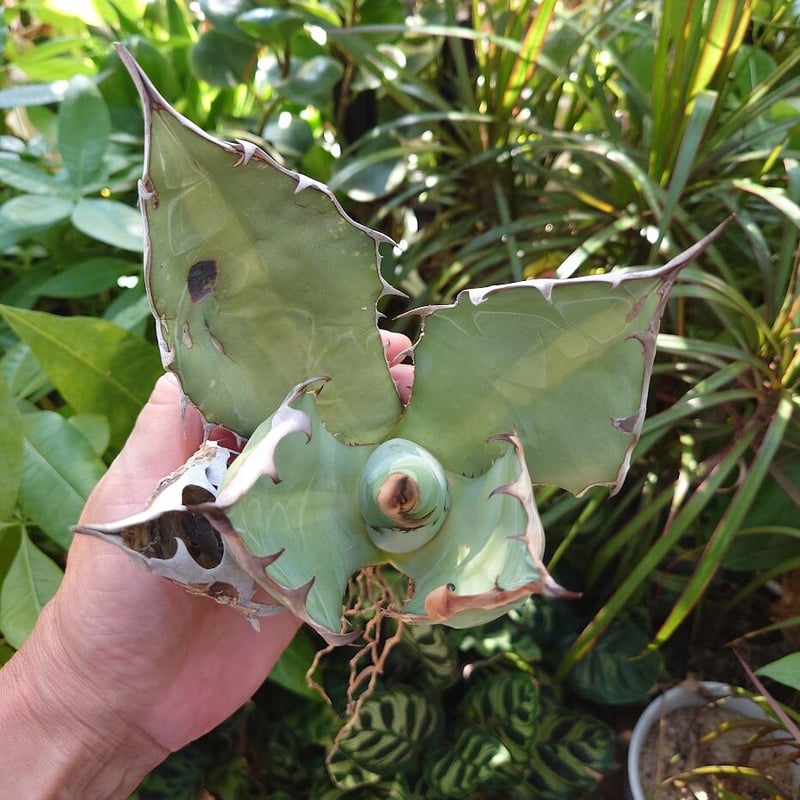 アガベ チタノタ オアハカ Agave titanota Oaxaca 16 | Mellow