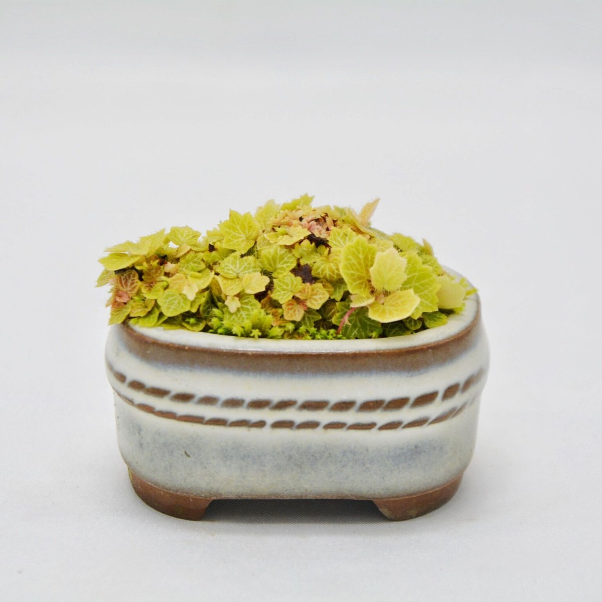 屋久島極姫雪の下：ヤクシマユキノシタ | OMOTE TO URA