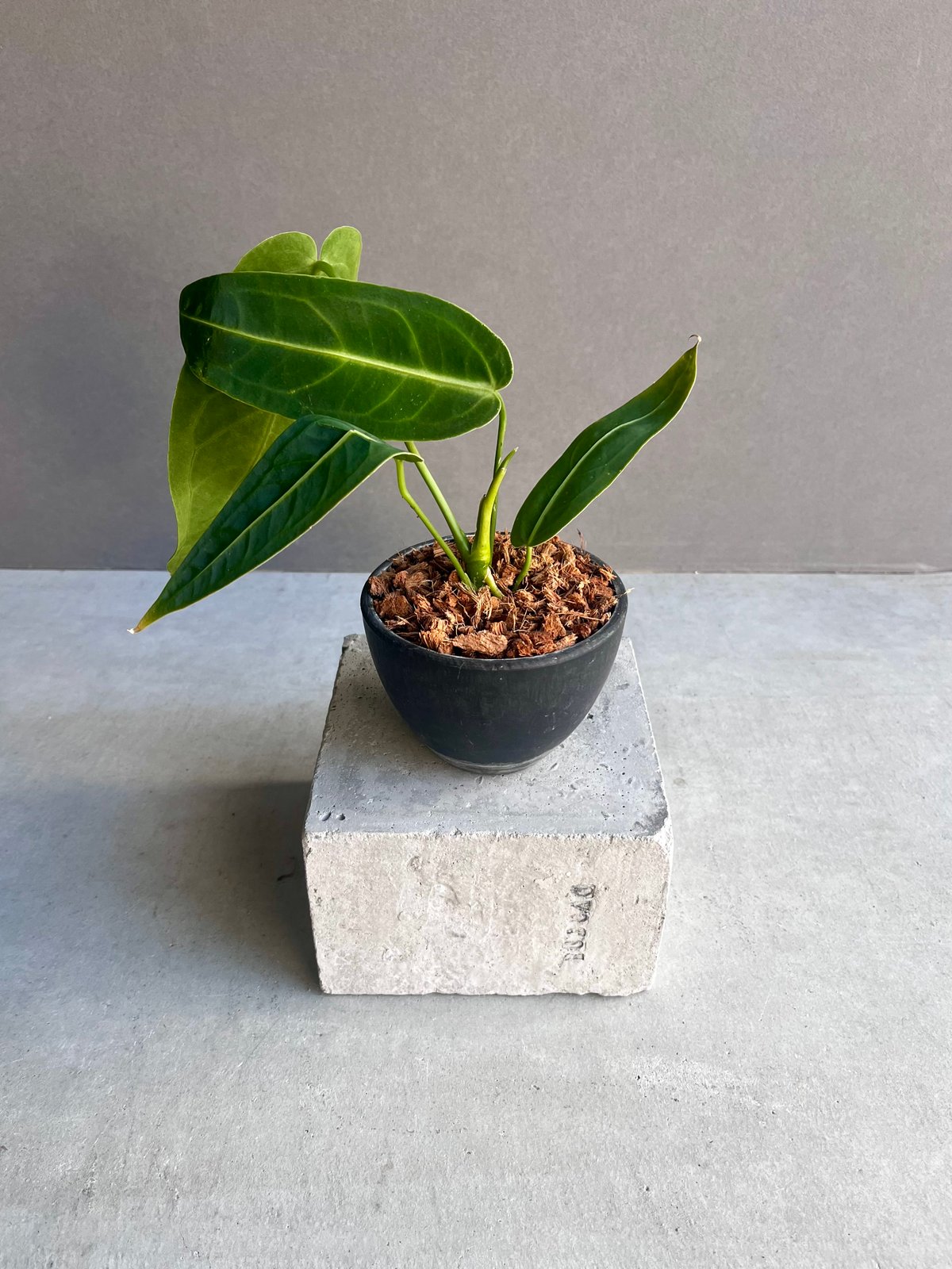 アンスリウム ワロクアナム ダーク&ナロー フォーム 「Anthurium