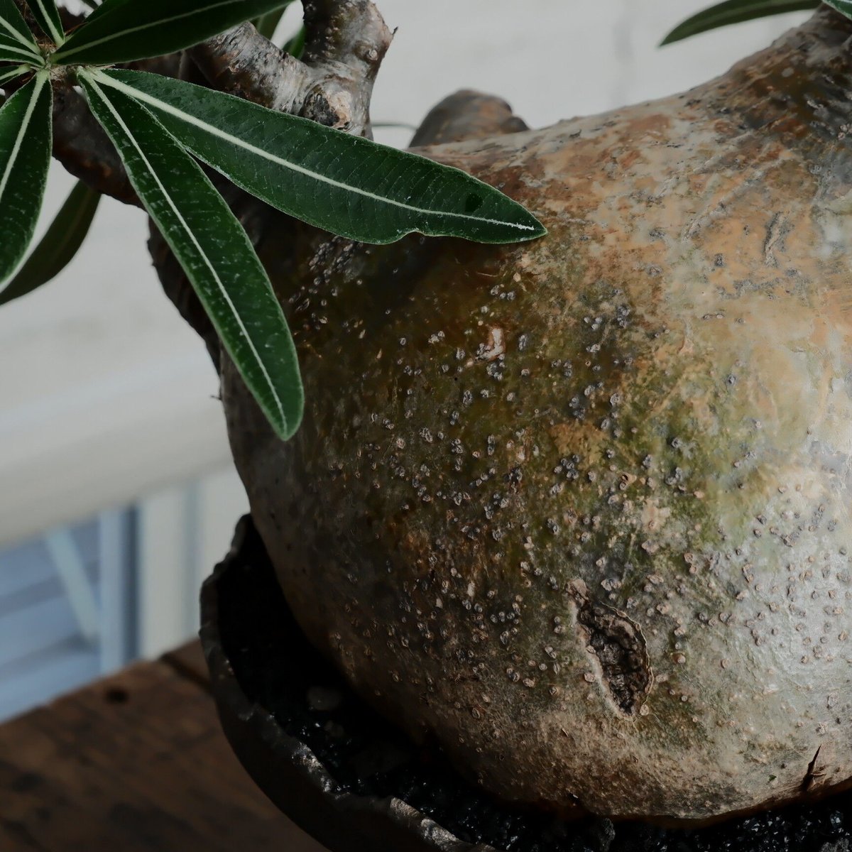 特大SP株 》グラキリス φ22cm［No.22］ × 松野然 作「 ZEN 」8号鉢