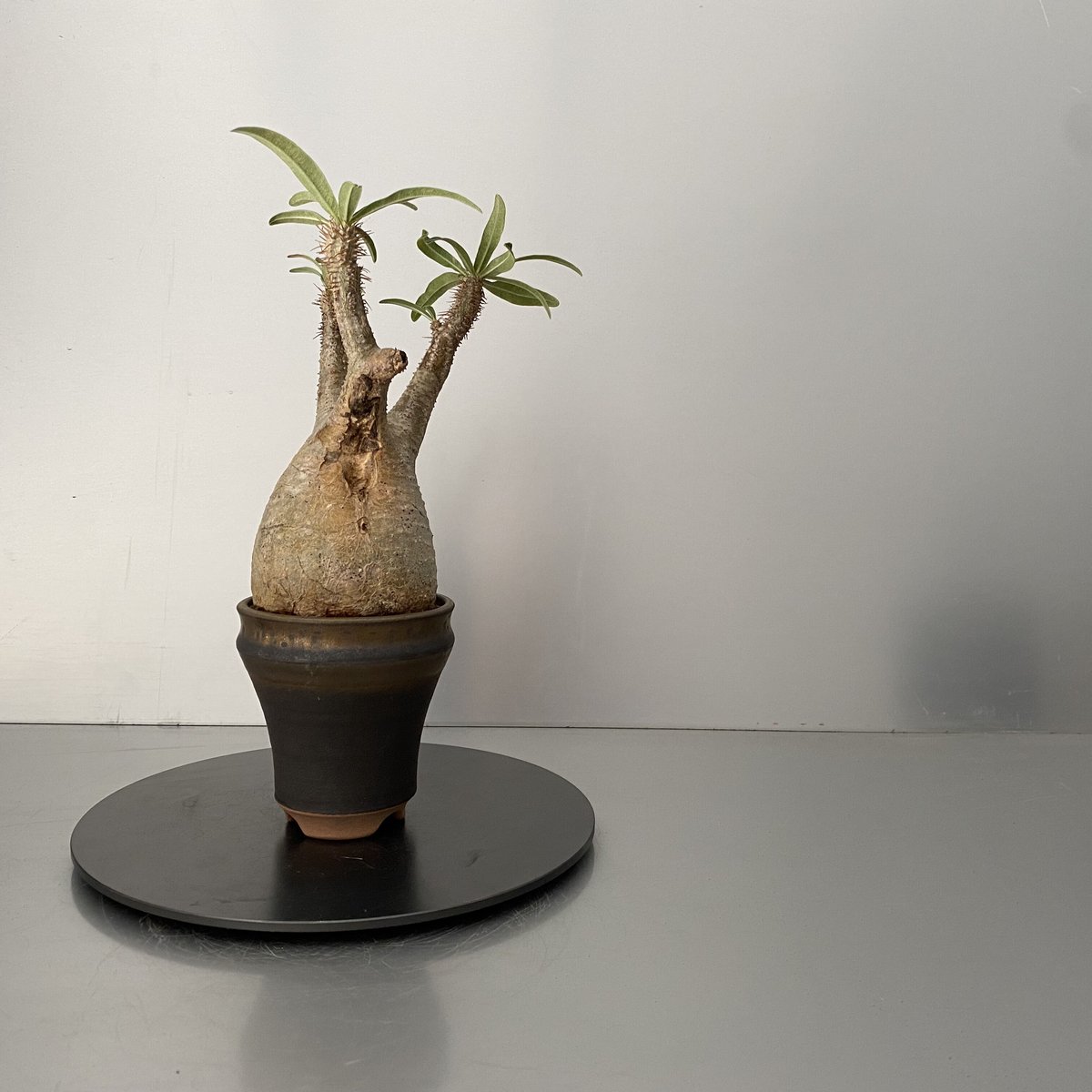 発根済 グラキリス BG-194 × S.N.Pot - horizon - 3号鉢 ［作家