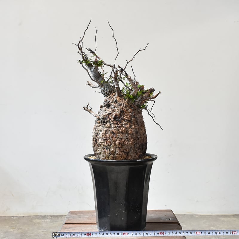 オペルクリカリアパキプス パキプス 現地球 発根済み 【公式通販】