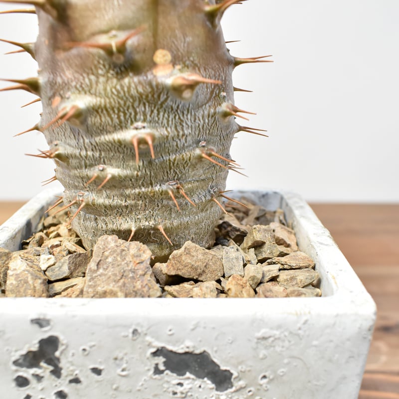 パキポディウム アンボンゲンセ【実生】RFHK25011164(T) | RAFLUM / ラ