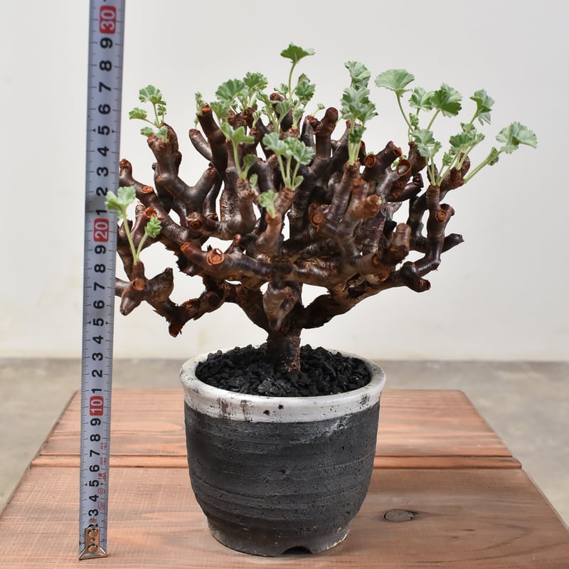 ペラルゴニウム ミラビレ 【発根済み】HK2400024(T) | RAFLUM