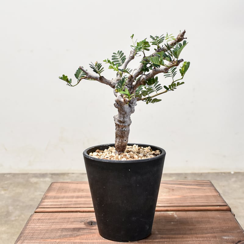 センナ メリディオナリス 【発根済み】GM2400668 (T) | RAFLUM / ラフ