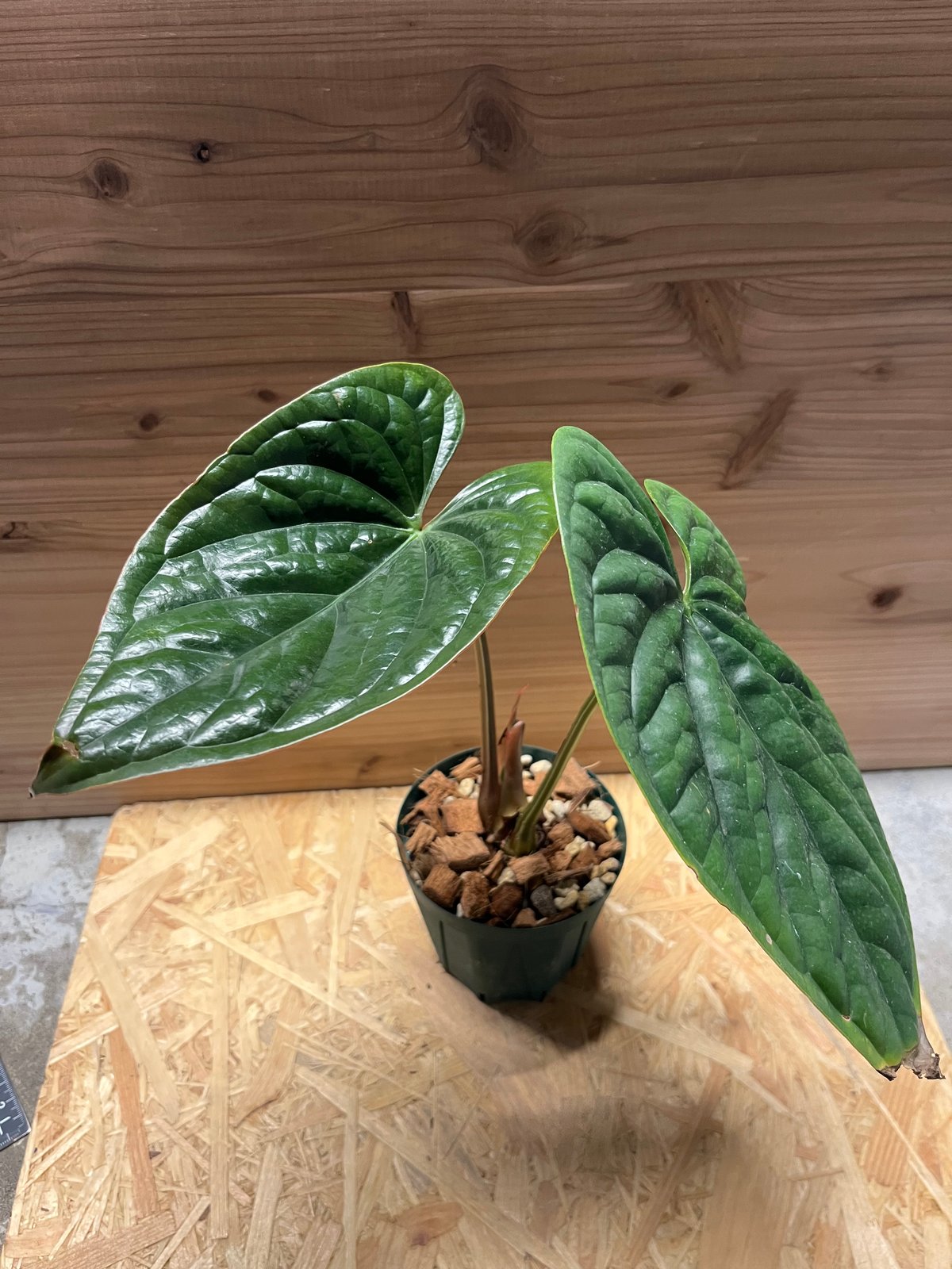 アンスリウム ルクスリアンス | GREEN LUCK