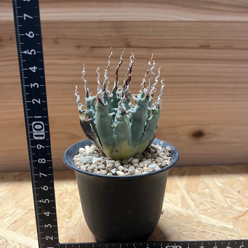 アガベ ユタエンシス エボリスピナ 陽炎 未発根 | GREEN LUCK