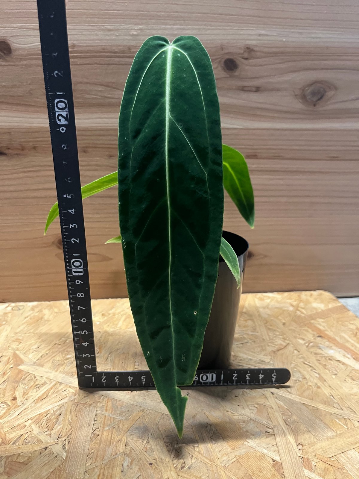 アンスリウム ワロクアナム | GREEN LUCK