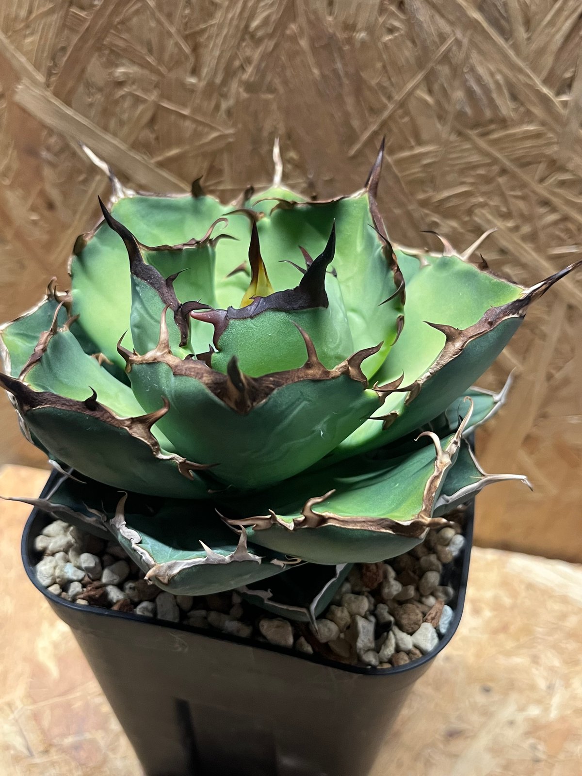 アガベ チタノタ Persian Dwarf | GREEN LUCK