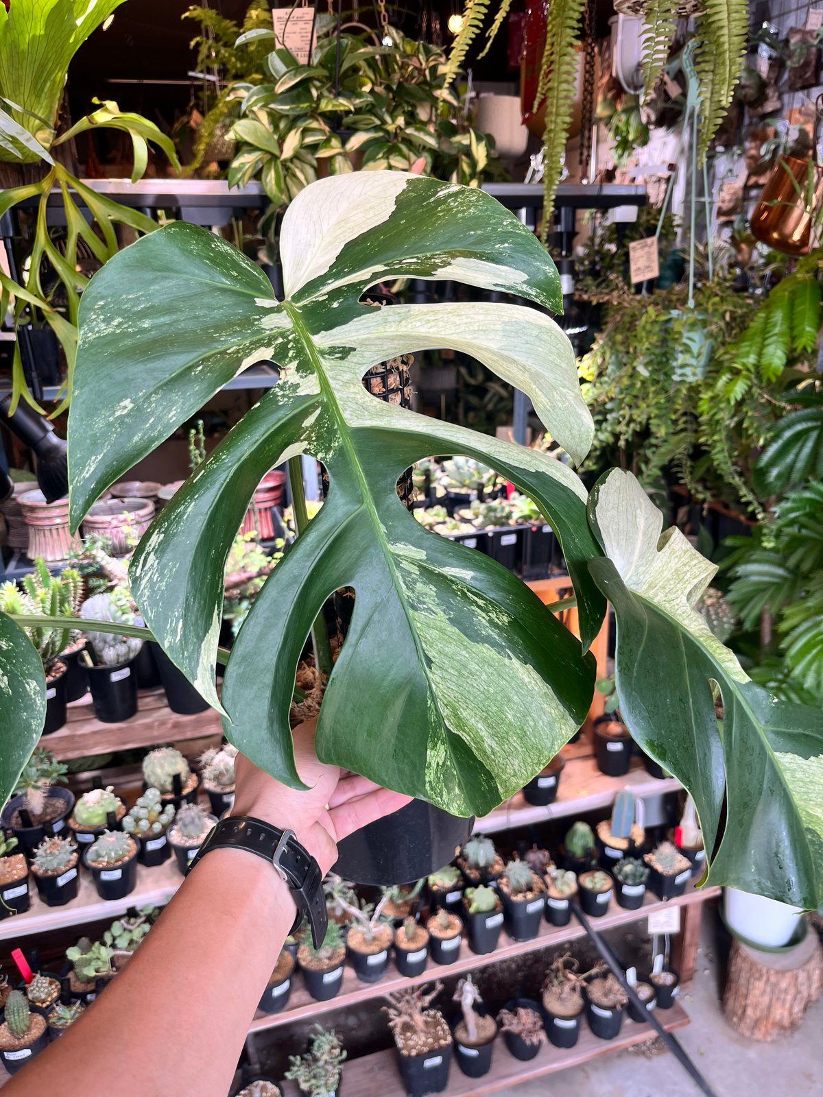 モンステラ デリシオーサ ミント | GREEN LUCK