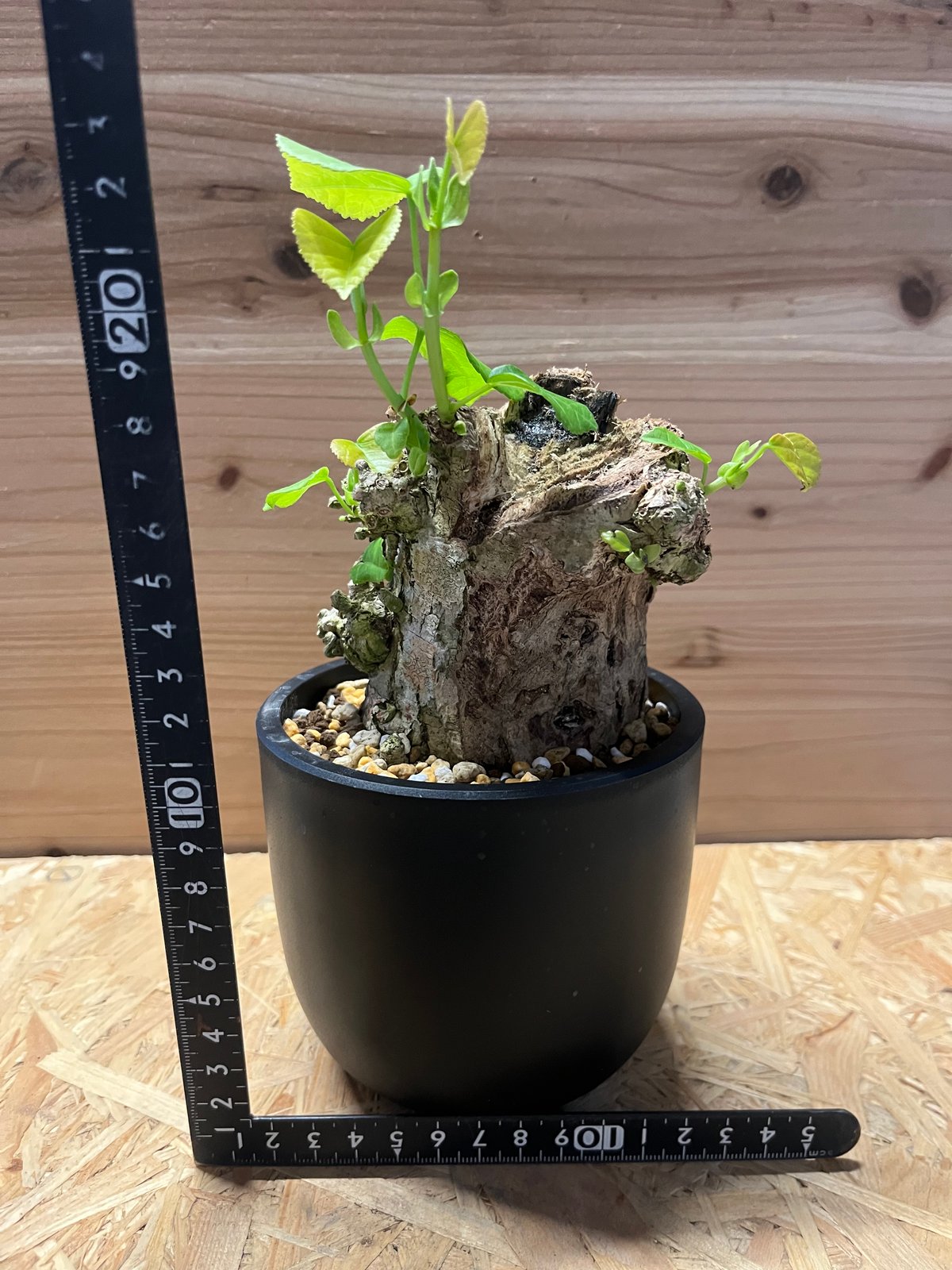 オオハマボウ （ユウナ） | GREEN LUCK