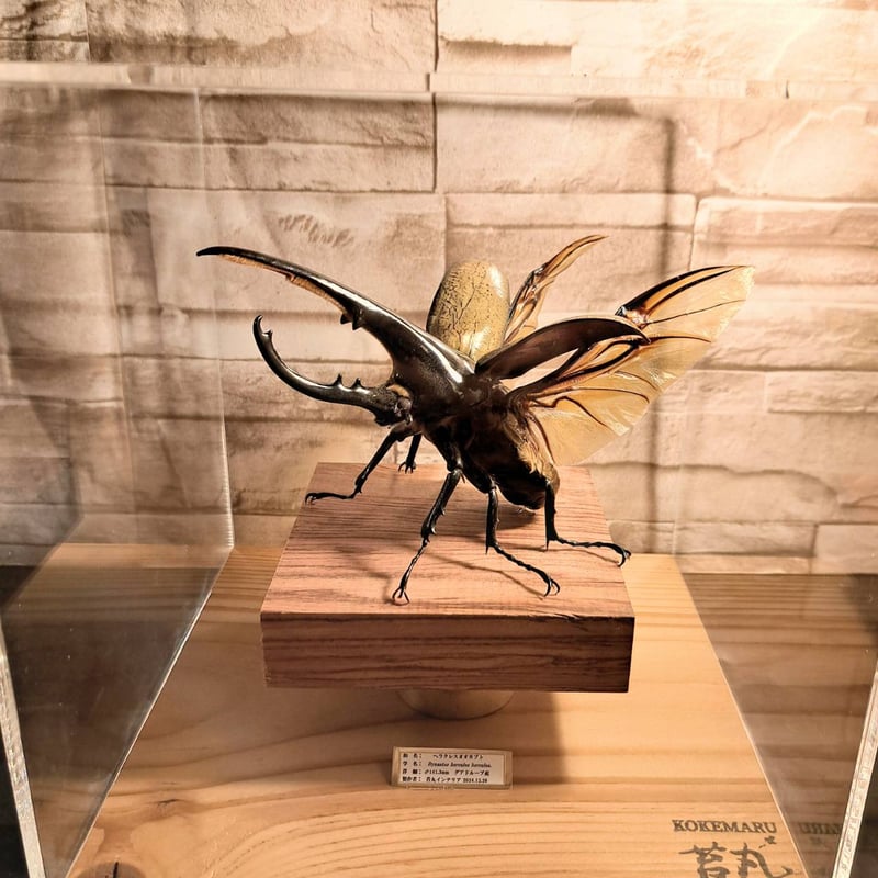 HYOHON『角』s20】ヘラクレスオオカブト♂142.3mm 立体標本立体飛翔