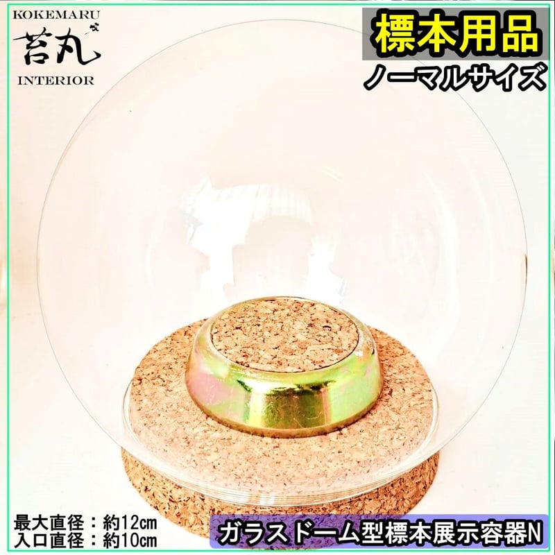 ガラスドーム型展示ケース(M)】直径12㎝ 針刺しコルク台座付き | 苔丸