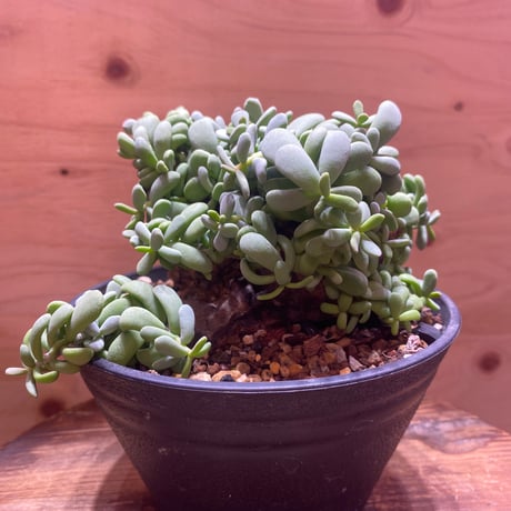 ケラリアピグマエア | STORES