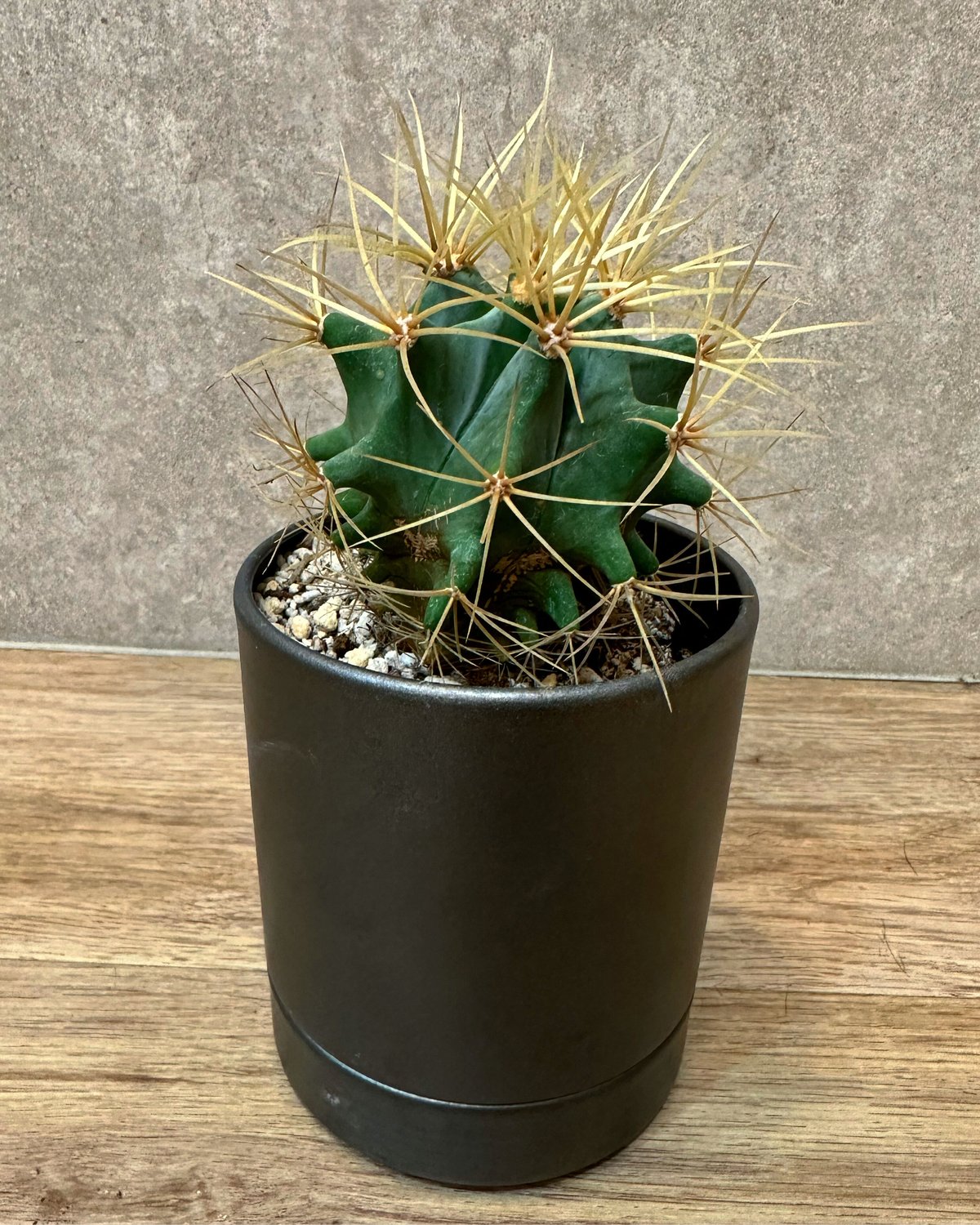 フェロカクタス・王冠竜(おうかんりゅう) | sunny plants