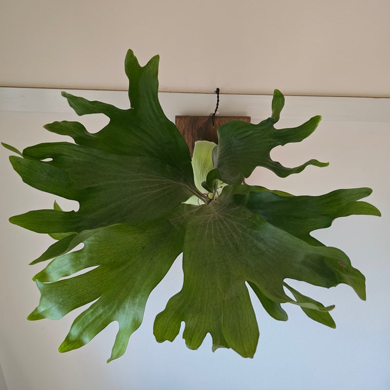 ビカクシダ P.hillii cv.Dragon ヒリー ドラゴン🌱 | plants naro