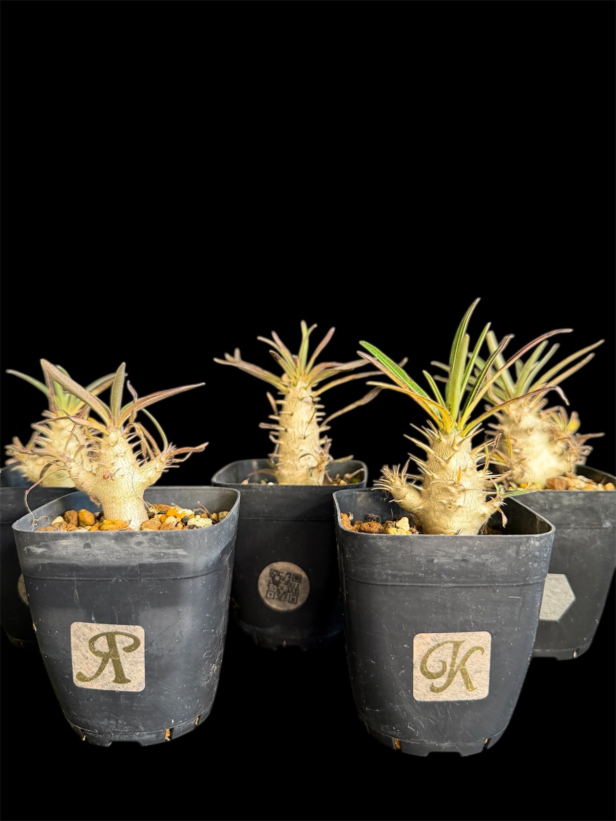 グラキリス 実生 5株セット ②G | HANDS PLANTS