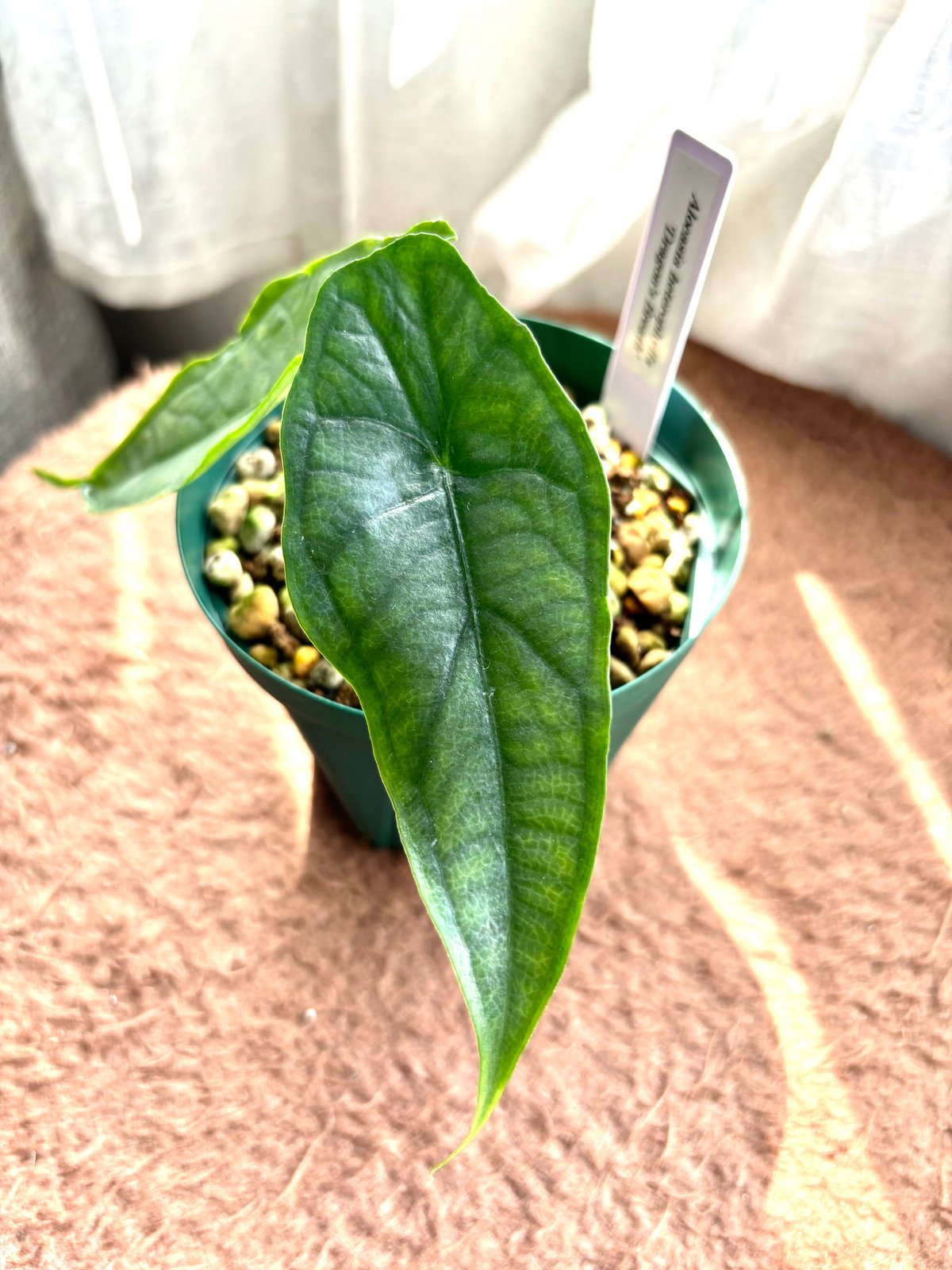 希少 アロカシア ドラゴンブレス 斑入り 希少 アロカシア ドラゴン