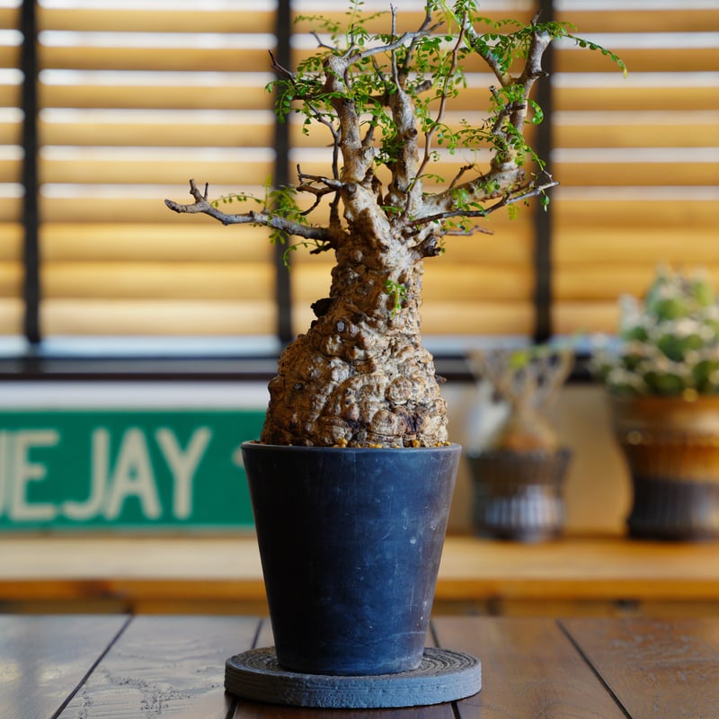 オペルクリカリア パキプス-OP53 | Supervoid Caudex