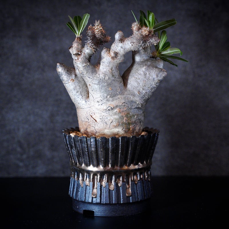 パキポディウム グラキリス-PG217/桑江良寿 歯車鉢4号鉢 | Supervoid