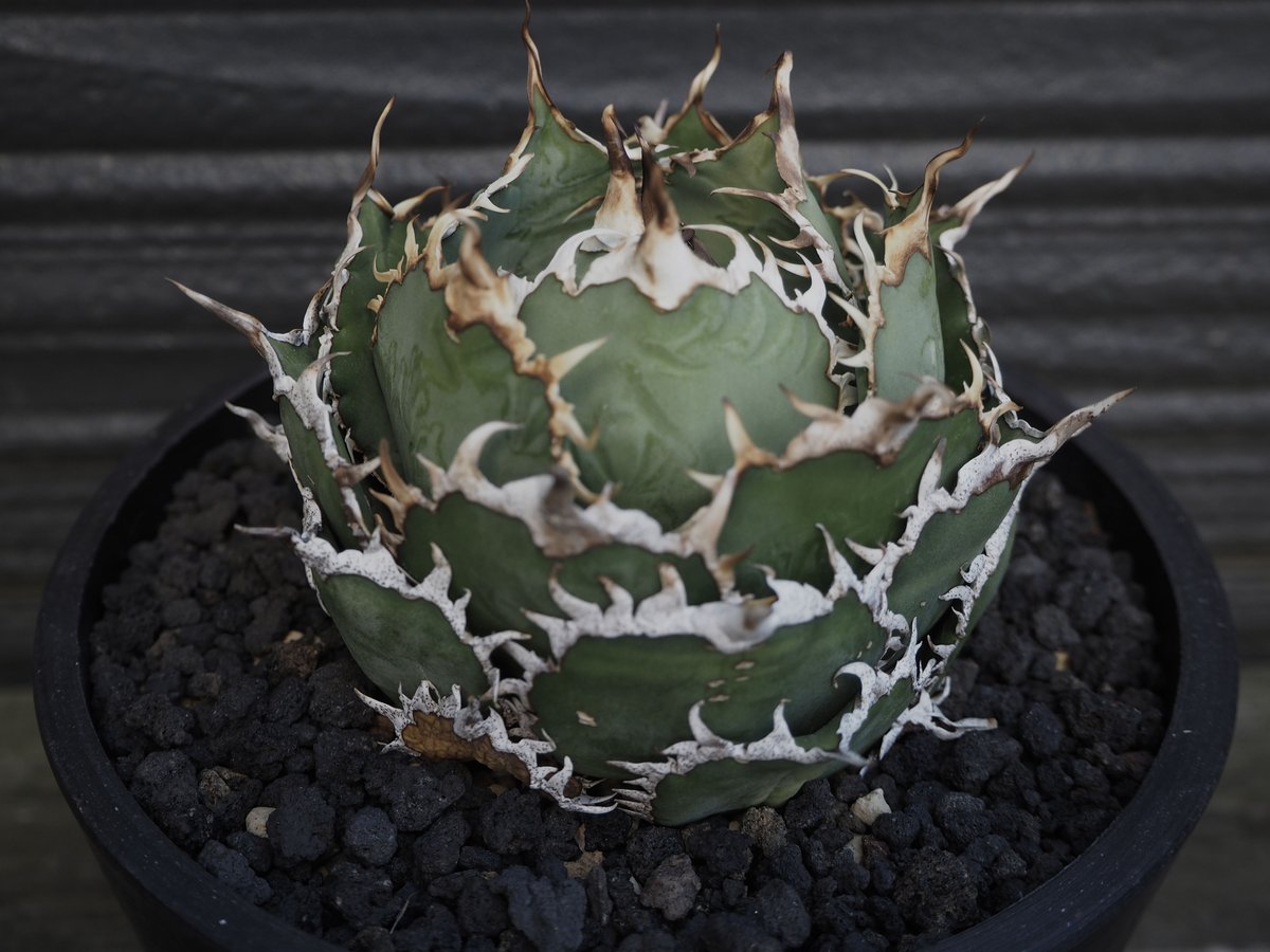 アガベ・チタノタ 圓葉拇指(フィリグリー)_ボールタイプ-005｜agave