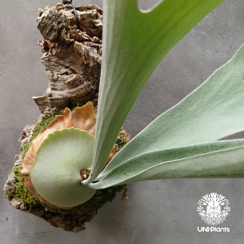 ビカクシダ ベイチー シルバーフロンド Patycerium veitchii cv. Sil