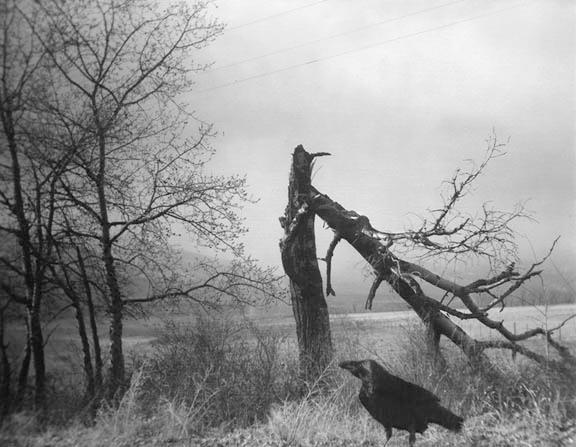 a Gathering / Sound of Summer Running by Raymond Meeks - photo-eye